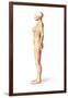 Female Standing, with Skeletal Bones Superimposed, Side View-null-Framed Art Print