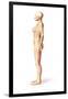 Female Standing, with Skeletal Bones Superimposed, Side View-null-Framed Art Print