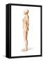 Female Standing, with Skeletal Bones Superimposed, Side View-null-Framed Stretched Canvas