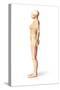 Female Standing, with Skeletal Bones Superimposed, Side View-null-Stretched Canvas