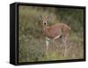 Female Steenbok (Raphicerus Campestris), Kruger National Park, South Africa, Africa-James Hager-Framed Stretched Canvas