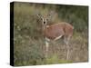 Female Steenbok (Raphicerus Campestris), Kruger National Park, South Africa, Africa-James Hager-Stretched Canvas