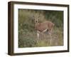 Female Steenbok (Raphicerus Campestris), Kruger National Park, South Africa, Africa-James Hager-Framed Photographic Print