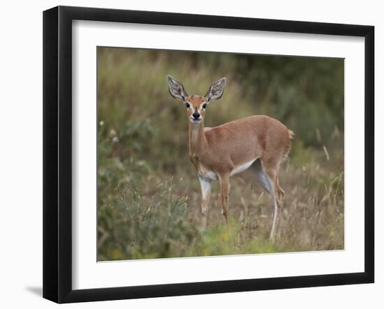 Female Steenbok (Raphicerus Campestris), Kruger National Park, South Africa, Africa-James Hager-Framed Photographic Print