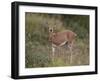 Female Steenbok (Raphicerus Campestris), Kruger National Park, South Africa, Africa-James Hager-Framed Photographic Print