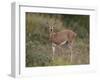 Female Steenbok (Raphicerus Campestris), Kruger National Park, South Africa, Africa-James Hager-Framed Photographic Print