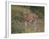 Female Steenbok (Raphicerus Campestris), Kruger National Park, South Africa, Africa-James Hager-Framed Photographic Print