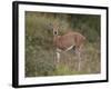 Female Steenbok (Raphicerus Campestris), Kruger National Park, South Africa, Africa-James Hager-Framed Photographic Print