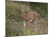 Female Steenbok (Raphicerus Campestris), Kruger National Park, South Africa, Africa-James Hager-Mounted Photographic Print