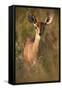 Female Steenbok (Raphicerus Campestris), Kruger National Park, South Africa, Africa-James-Framed Stretched Canvas