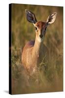 Female Steenbok (Raphicerus Campestris), Kruger National Park, South Africa, Africa-James-Stretched Canvas