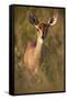 Female Steenbok (Raphicerus Campestris), Kruger National Park, South Africa, Africa-James-Framed Stretched Canvas