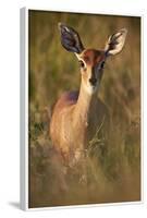 Female Steenbok (Raphicerus Campestris), Kruger National Park, South Africa, Africa-James-Framed Photographic Print