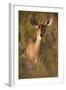 Female Steenbok (Raphicerus Campestris), Kruger National Park, South Africa, Africa-James-Framed Photographic Print