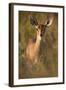 Female Steenbok (Raphicerus Campestris), Kruger National Park, South Africa, Africa-James-Framed Photographic Print