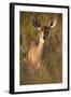 Female Steenbok (Raphicerus Campestris), Kruger National Park, South Africa, Africa-James-Framed Photographic Print