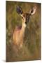 Female Steenbok (Raphicerus Campestris), Kruger National Park, South Africa, Africa-James-Mounted Photographic Print