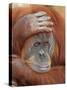 Female Sumatran Orangutan-Adam Jones-Stretched Canvas