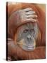 Female Sumatran Orangutan-Adam Jones-Stretched Canvas