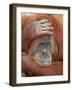 Female Sumatran Orangutan-Adam Jones-Framed Photographic Print