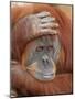 Female Sumatran Orangutan-Adam Jones-Mounted Photographic Print