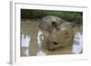 Female Sumatran Rhino (Borneo Rhino) (Dicerorhinus Sumatrensis) in Wallow-Louise Murray-Framed Photographic Print