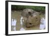 Female Sumatran Rhino (Borneo Rhino) (Dicerorhinus Sumatrensis) in Wallow-Louise Murray-Framed Photographic Print