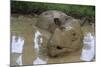 Female Sumatran Rhino (Borneo Rhino) (Dicerorhinus Sumatrensis) in Wallow-Louise Murray-Mounted Photographic Print