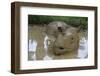 Female Sumatran Rhino (Borneo Rhino) (Dicerorhinus Sumatrensis) in Wallow-Louise Murray-Framed Photographic Print