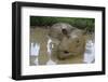 Female Sumatran Rhino (Borneo Rhino) (Dicerorhinus Sumatrensis) in Wallow-Louise Murray-Framed Photographic Print