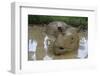 Female Sumatran Rhino (Borneo Rhino) (Dicerorhinus Sumatrensis) in Wallow-Louise Murray-Framed Photographic Print