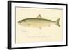 Female Sunapee Trout-null-Framed Giclee Print