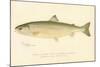 Female Sunapee Trout-null-Mounted Giclee Print