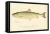 Female Sunapee Trout-null-Framed Stretched Canvas