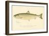 Female Sunapee Trout-null-Framed Giclee Print