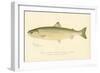 Female Sunapee Trout-null-Framed Giclee Print