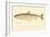 Female Sunapee Trout-null-Framed Giclee Print