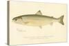 Female Sunapee Trout-null-Stretched Canvas