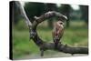 Female Swainson's Hawk on Snag-W. Perry Conway-Stretched Canvas