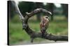 Female Swainson's Hawk on Snag-W. Perry Conway-Stretched Canvas