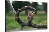 Female Swainson's Hawk on Snag-W. Perry Conway-Stretched Canvas