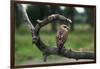 Female Swainson's Hawk on Snag-W. Perry Conway-Framed Photographic Print