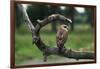 Female Swainson's Hawk on Snag-W. Perry Conway-Framed Photographic Print