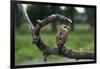 Female Swainson's Hawk on Snag-W. Perry Conway-Framed Photographic Print