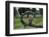 Female Swainson's Hawk on Snag-W. Perry Conway-Framed Photographic Print