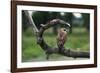 Female Swainson's Hawk on Snag-W. Perry Conway-Framed Photographic Print