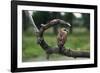 Female Swainson's Hawk on Snag-W. Perry Conway-Framed Photographic Print