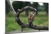 Female Swainson's Hawk on Snag-W. Perry Conway-Mounted Photographic Print