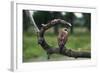 Female Swainson's Hawk on Snag-W. Perry Conway-Framed Photographic Print