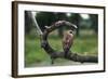 Female Swainson's Hawk on Snag-W. Perry Conway-Framed Photographic Print